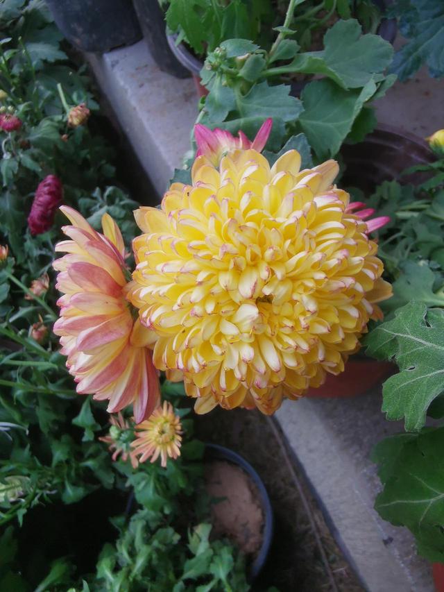 晚潮｜深秋，总要看场菊展吧