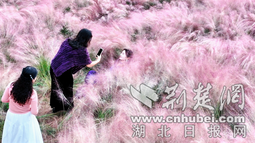 郧西县“粉黛”盛放引客来