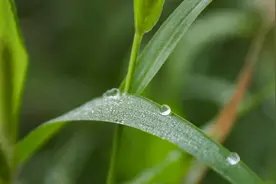 “蒹葭苍苍，白露为霜”“露从今夜白”，写的是白露节气吗？图片