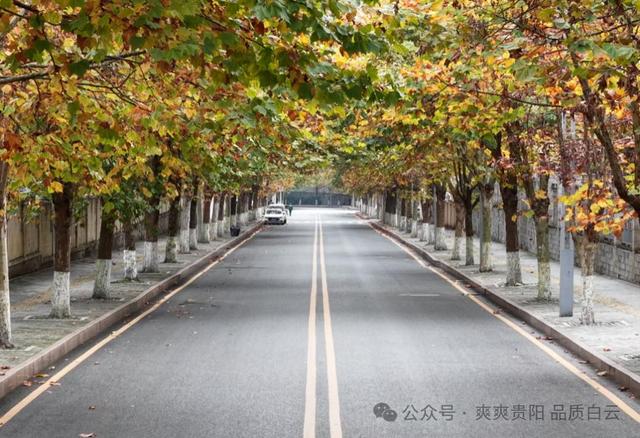 在白云！这个初冬阳光温暖，满是金黄！