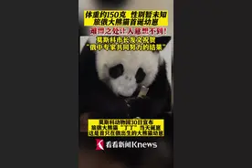旅俄大熊猫首诞幼崽 难得之处让人意想不到！图片