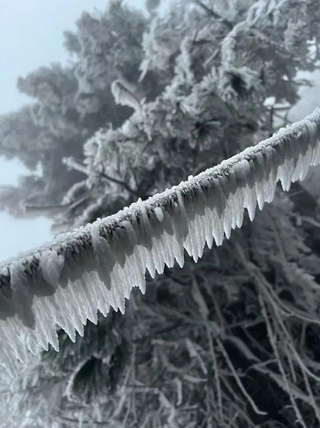 不是雪，却比雪更梦幻！