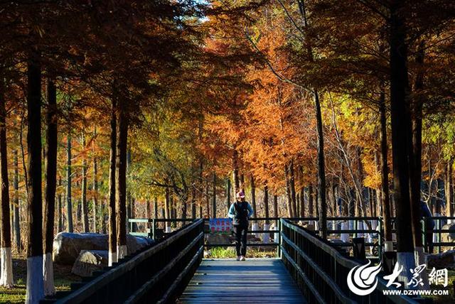 四季予你丨流动的油画！鱼鸟河水杉林上演“渐变魔法”