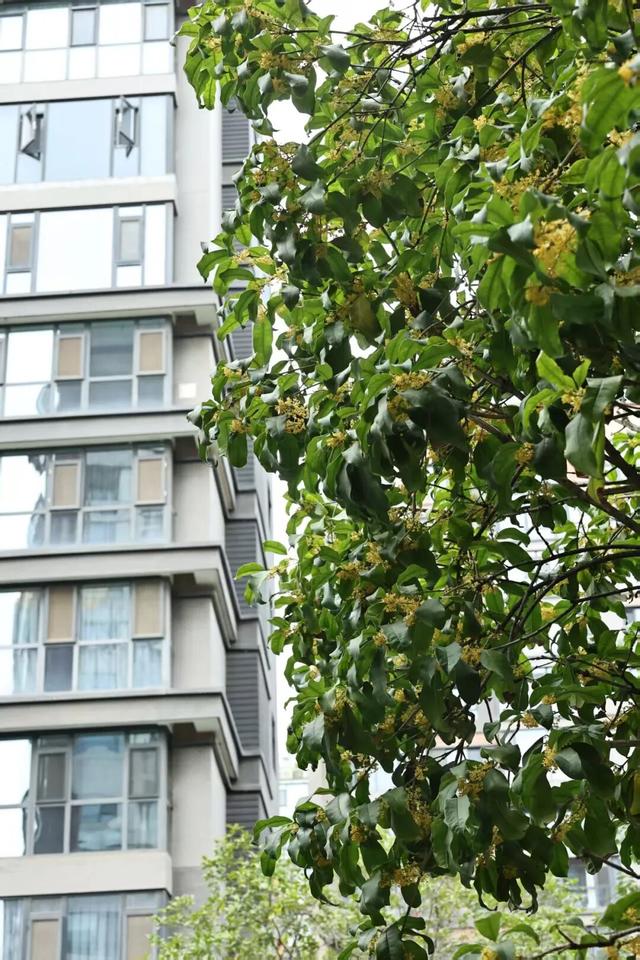 西安因你而美 | 满城尽染 “桂” 花香 这份秋日限定请查收