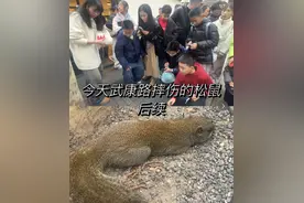 上海武康路，它从高处摔伤，奄奄一息？最新消息图片