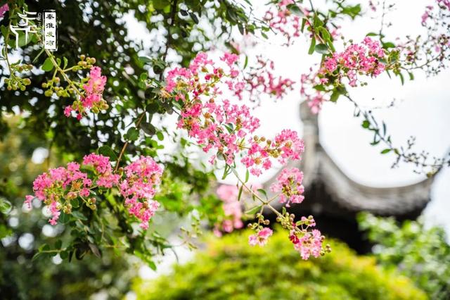 秦淮花事｜紫薇