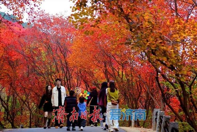 一年四季 泉在济南丨层林尽染！济南红叶谷进入最佳观赏期