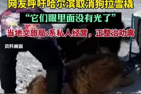 网友呼吁哈尔滨取消狗拉雪橇:“它们眼里面没有光了”。当地文旅局:系私人经营，正整治劝离。图片