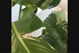AI能听懂粤语了！抖音上线地方方言自动翻译功能图片