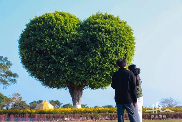 上新！珠海“顶流爱心树”浪漫升级，出片率100%！