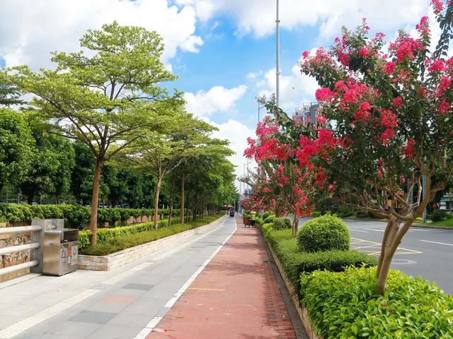 禅城夏日限定浪漫！紫薇花开成海，满城尽披“紫霞衣”