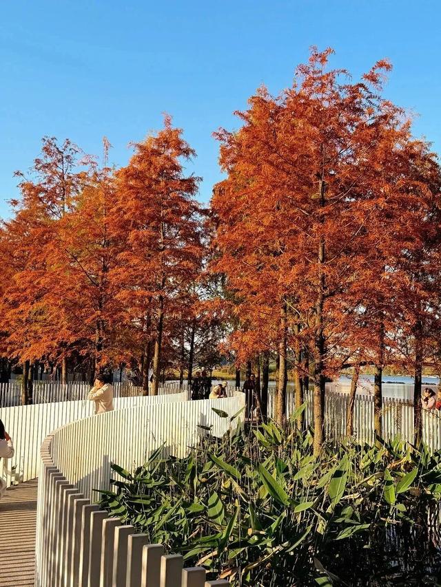 成都限定红！水杉最美季节上线，赶紧打卡