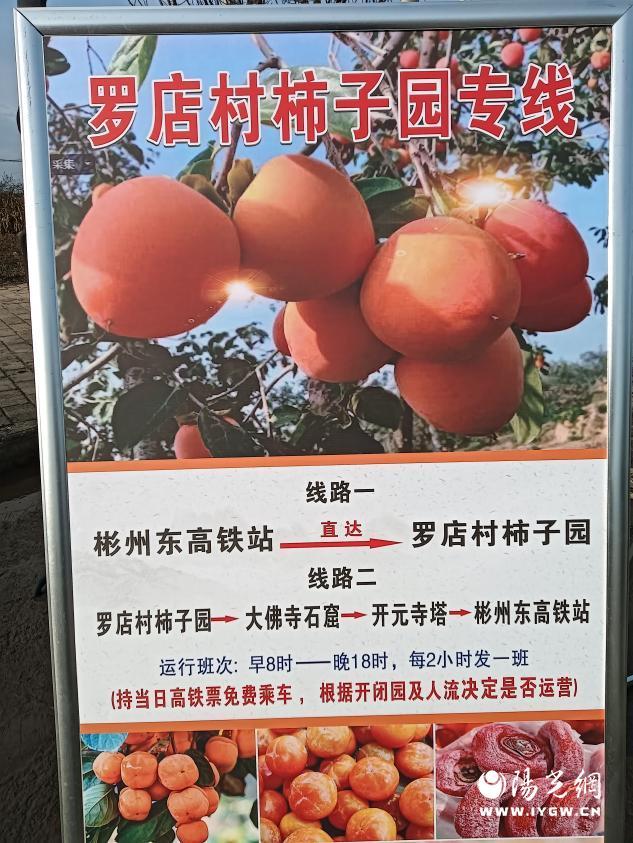 免费采摘引客来！咸阳彬州罗店村柿子红透啦