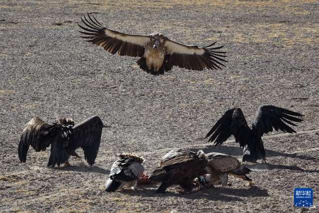 走进阿尔金山 镜遇秘境昆仑