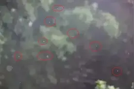 许昌最近到处飞舞的“小白虫”是啥？图片