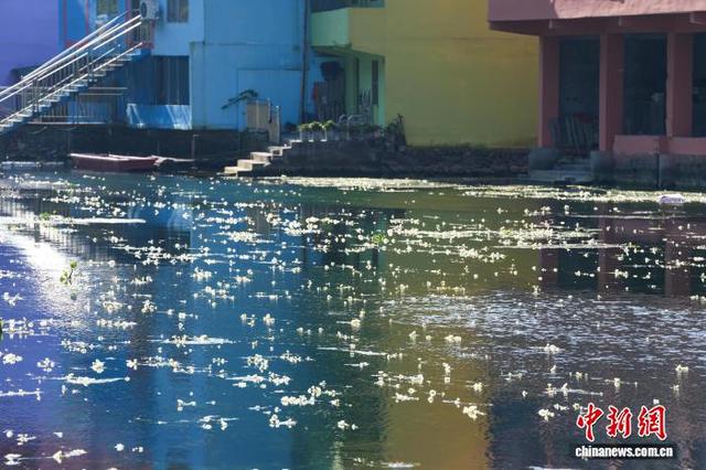 广西都安：澄江如练 花开如雪