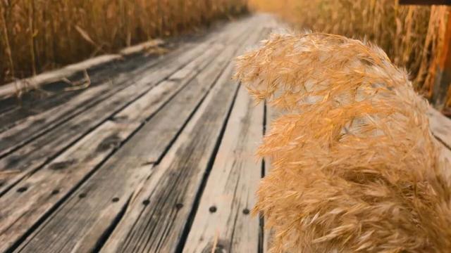 一眼心动！周末邂逅北京芦花漫舞，超有秋日feel~