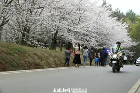 停车推荐、摆渡车票价……2024贵安樱花园游玩攻略来了图片