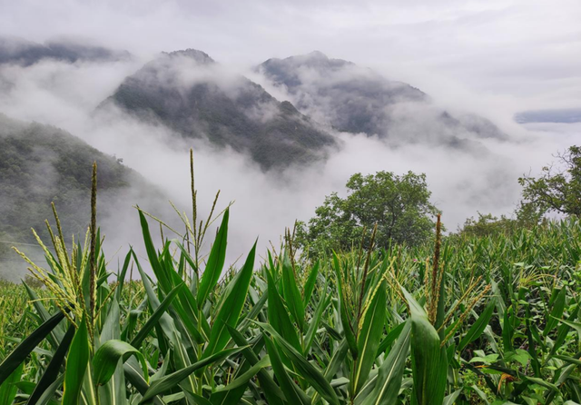 河南西峡：雨后山村景如画