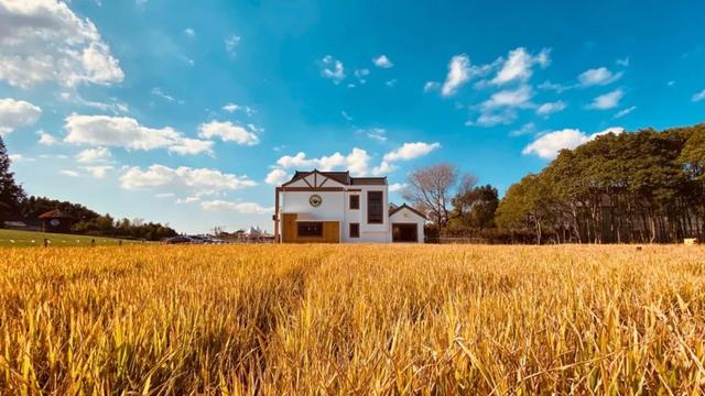 稻浪+咖啡的限时CP，这份美景错过等一年