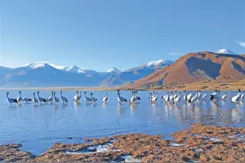 西藏多措并举为野生动植物织牢保护网图片