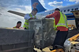 珍贵动物走入百姓视线，6头北极狼“打飞的”抵达河南图片