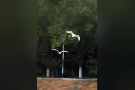 嘘，别惊扰！白鹭洲白鹭宝宝开始学飞翔图片
