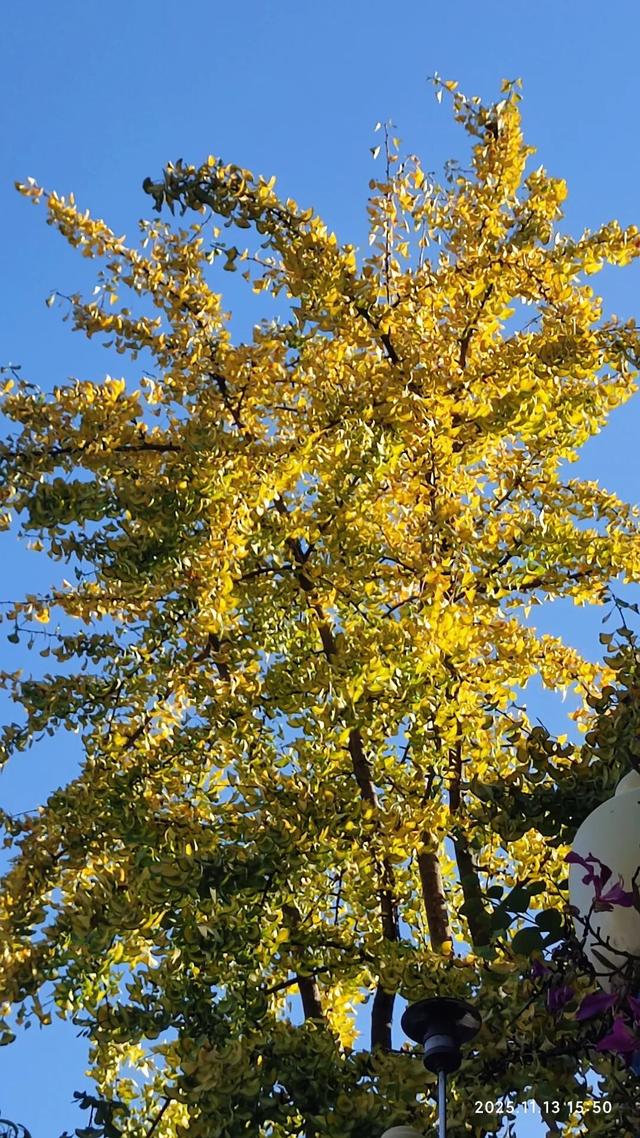 象山区的银杏也黄了，请收下这份限定的金色浪漫