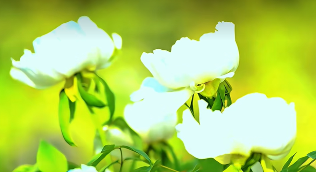 免费！邹城这里的牡丹开好了！