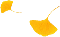 一树鎏金一树诗，铅山这3个绝美银杏打卡地惊艳整个秋天！