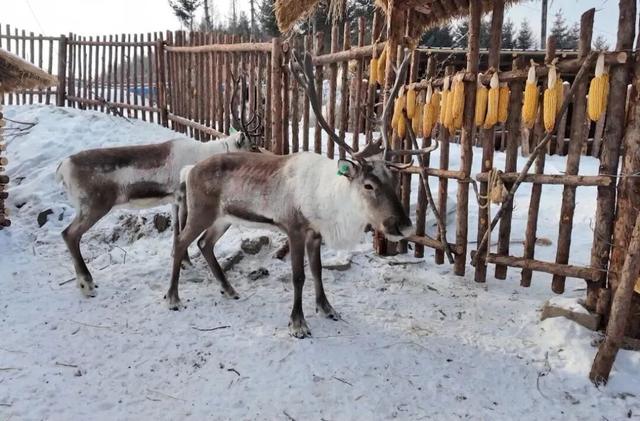我的冬天在林海雪原 | 萌鹿入驻 横道河子驯鹿部落建设有序推进