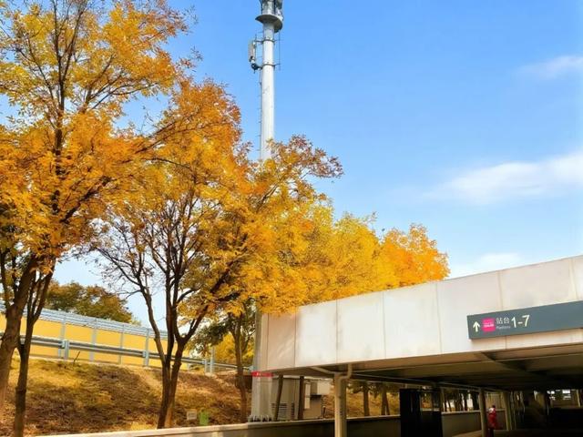 秋意正浓，邂逅浪漫！快来打卡“七站两场”地区的限定秋色