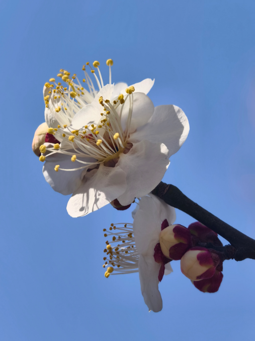 快出门！今年梅花开好啦，就是这么早！