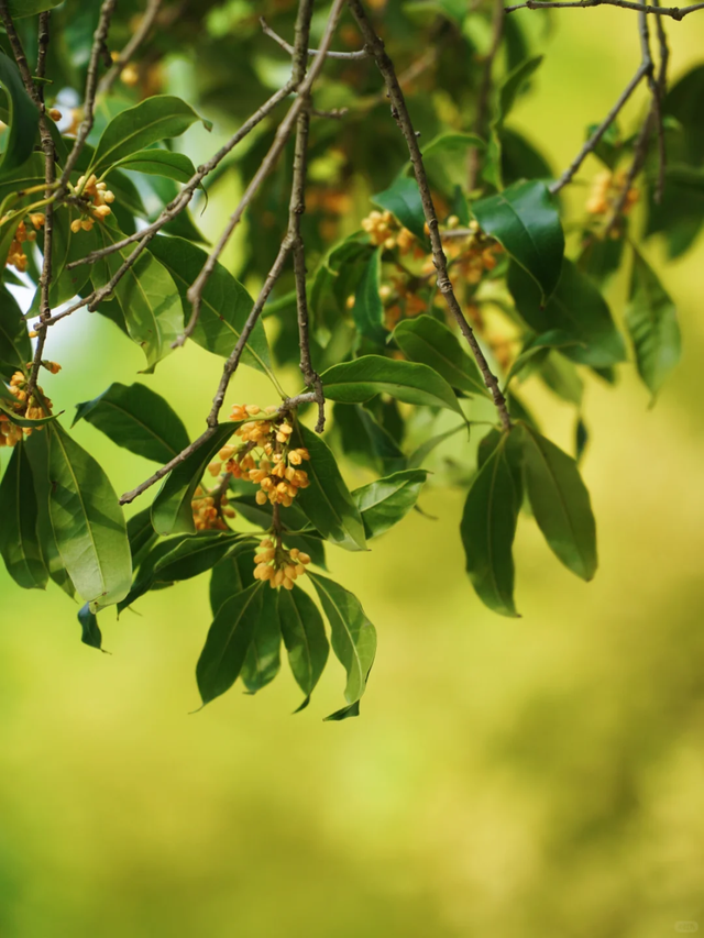 向日葵花海、满园桂花香！上海这个免费公园秋日氛围拉满→