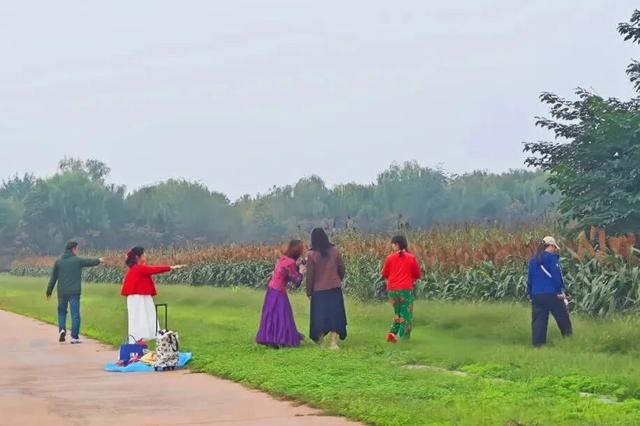 定鼎门旁这片高粱红，已经藏不住古都的秋意了
