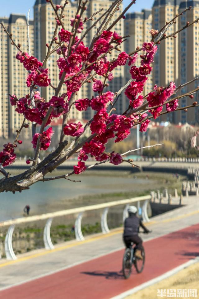 唐岛湾畔，花开浪漫