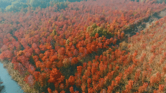 杉杉“红”了！长三角这些地方正上演视觉大秀