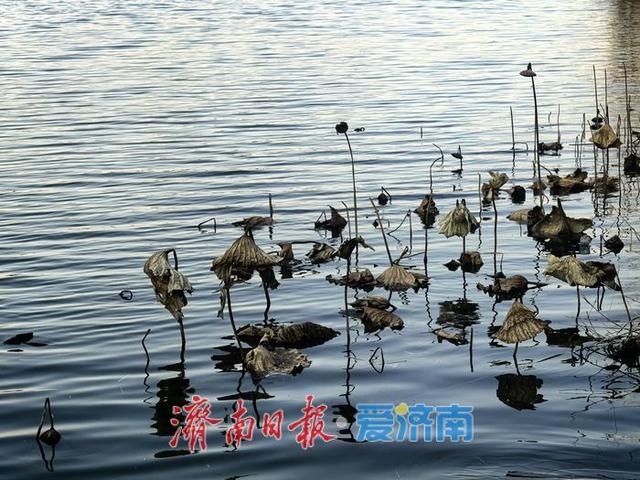 风过苇梢，湖映冬阳 济西湿地的冬日限定美好