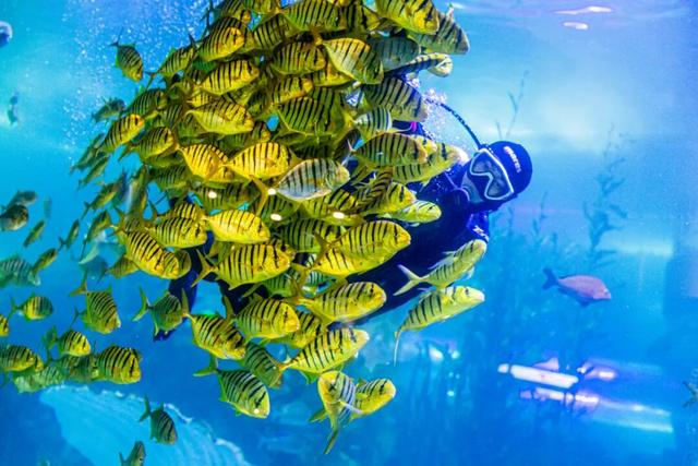 【限时限量“海洋博物馆”研学课】大师探秘营，带“活”的绘本进海底世界！