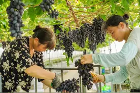 眉山市彭山区：葡萄架下铺就致富锦路，产业链中奏响振兴乐章图片