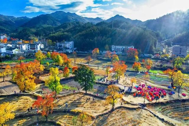 秋天来罗田,好“柿”正发生!