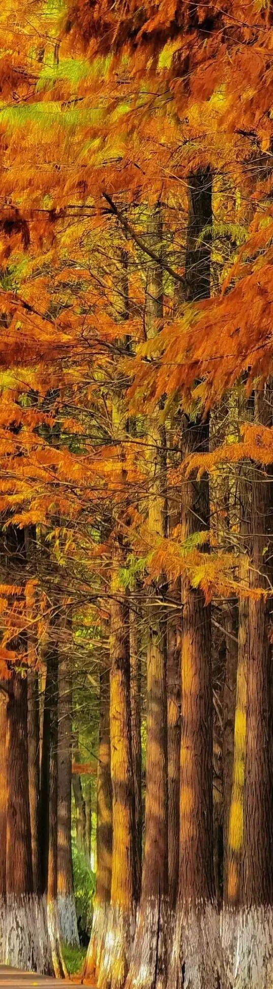 杉树红了！江西这些地方拍“红杉”大片超赞