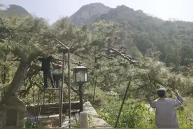 从铺设反光膜到精细养护 五大夫松“强筋健骨”方案制定图片