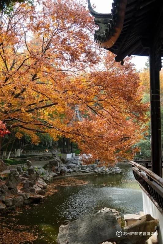 火上央视！苏州变身“黄金州”