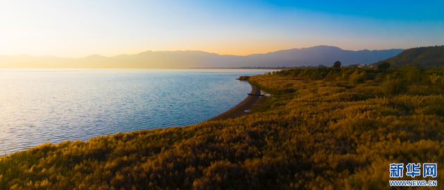 暮色中的抚仙湖：芦花摇曳 湖漾金光