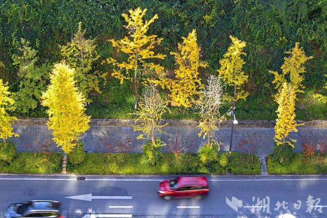 恩施市：城市初冬景色美