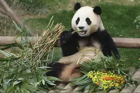 大熊猫“福宝”今晚抵蓉！将先入住卧龙神树坪基地，有几百平米“领地”图片