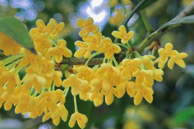 乘坐轨道交通去寻桂花香，这份地图请收藏！