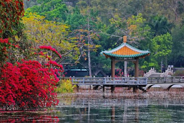 解锁冬日浪漫！来岩前星湖畔，一起走“花路”吧！