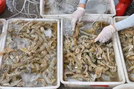 凌晨3点，青岛海边…一船拉回上万斤！没等上岸就快被抢光了！一条巨大的鱼出尽风头，“300块一斤，要着吧”图片